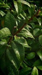 Green Leaves with Water Drops