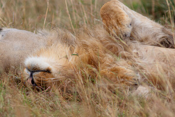 lazy lions