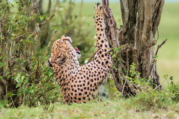 cheetah