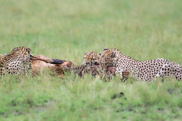 Cheetah kill