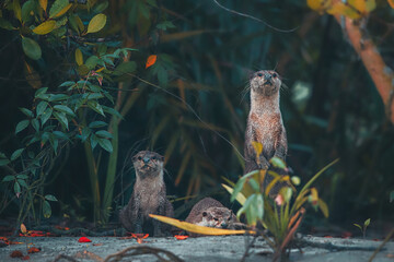 Otters 