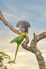 Parakeet kill by raptor