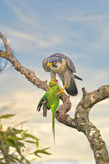 Killer perigreen falcon bird