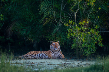 Royal king of the forest tiger.