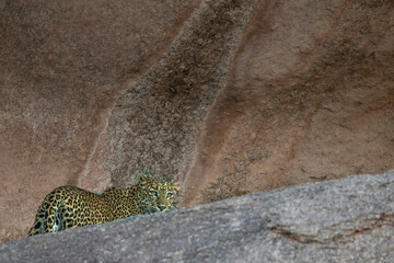 Rocky leopard in jawai rajasthan india