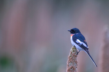 Minivet bird