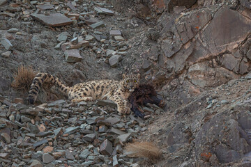 Snow leopard with yak kill