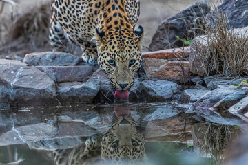Thursty leopard