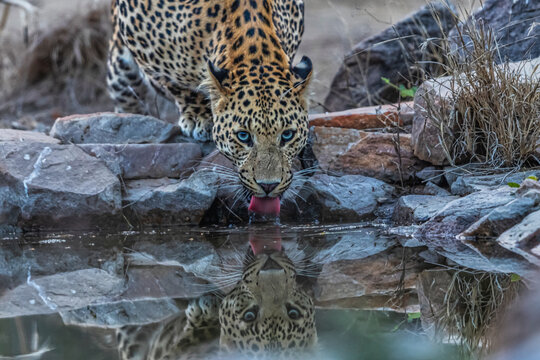 Thursty leopard