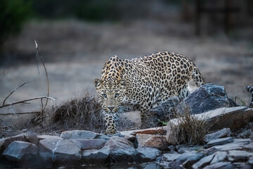 Silent killer leopard