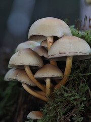 Makro Pilze Natur Wald Mushroom Herbst