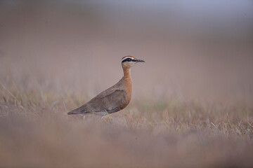 Indian Courser
Bhigwan, Maharashtra, India.