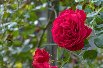 Close-up of vibrant red roses blooming against a green leafy background in natural sunlight