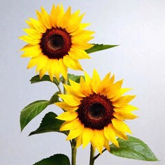 Obraz premium sunflower flowers on isolated white, watercolor drawing