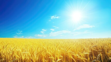 Naklejka premium Expansive wheat field glowing under the warmth of the sun, with a crystal-clear blue sky stretching above.