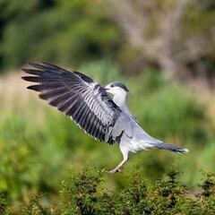 Fototapeta premium A bird spreading its wings as it takes flight from a tree branch