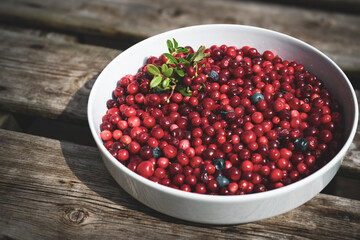 the harvest of cranberries in autumn, not sprayed and organic from the forest from the mountains