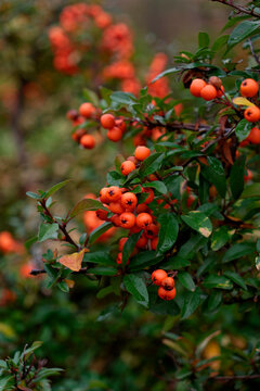 orange berry