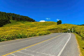 yellow sunflower in the mountains  (Thung Bua Tong Fields at Doi Mae U Kho) at Mae Hong Son Province,Thailand
