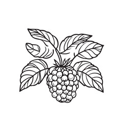 Raspberries In cartoon, hand-drawn flat style. image for social media, websites and UI. Isolated 2D vector design in logo, icon, sketch style, simple line vector, single color. AI Generative Art.