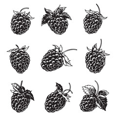 Raspberries In cartoon, hand-drawn flat style. image for social media, websites and UI. Isolated 2D vector design in logo, icon, sketch style, simple line vector, single color. AI Generative Art.