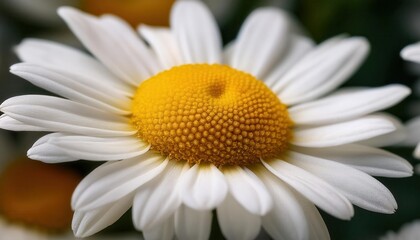 Fototapeta premium Macro Close-Up of a White Daisy Flower with Detailed Yellow Center, Perfect for Nature, Spring, Floral Design Concepts, and Environmental Themed Use in Print or Digital Media