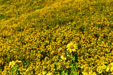 Obraz premium yellow sunflower in the mountains (Thung Bua Tong Fields at Doi Mae U Kho) at Mae Hong Son Province,Thailand