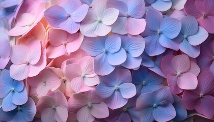 Obraz premium Soft Gradient of Pastel Hydrangea Petals in Blue and Pink Hues, Evoking Tranquility and Delicacy. Ideal for Botanical Projects, Floral Designs, and Calm, Peaceful Aesthetic Themes