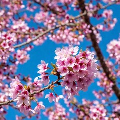 Obraz premium a close-up view of a cluster of blooming cherry blossoms in spring. Capture the intricate details of the petals, stamens, and the subtle variations in color and texture
