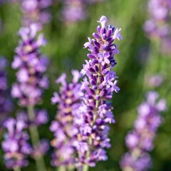 Fototapeta premium Lavender in Bloom: A close-up photo of a lavender spike in full bloom. The deep focus captures the fine details of each tiny purple flower and the texture of the stems.