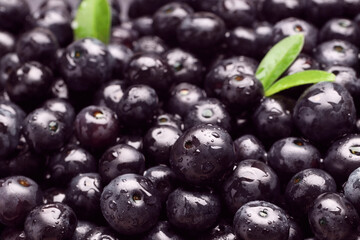 Wet acai berries and leaves as background, closeup