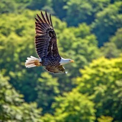 Fototapeta premium An eagle in flight with a dense forest canopy below