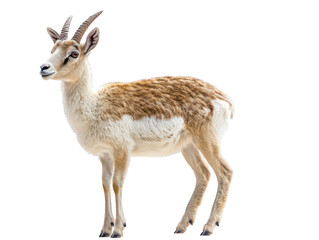 Obraz premium Elegant antelope with white and brown fur standing gracefully on a plain white background.