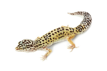 One beautiful gecko isolated on white. Exotic pet