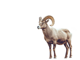 Majestic bighorn sheep with curved horns stands against a white background.