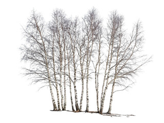 A group of frost-covered birch trees in winter, showcasing delicate, icy branches.