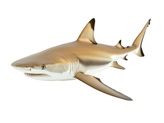 Fototapeta premium Majestic reef shark swimming gracefully in clear ocean water.