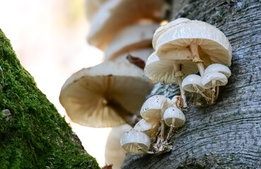 Beringter Schleimfussr&uuml;bling (MUCIDULA MUCIDA)