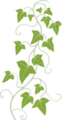 ivy plant drawing illustration.