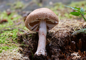 Grosser Waldchampignon (AGARICUS LANGEI)