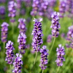 Obraz premium Lavender in Bloom: A close-up photo of a lavender spike in full bloom. The deep focus captures the fine details of each tiny purple flower and the texture of the stems.