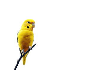 Bright yellow budgerigar perched on a branch against a plain background.