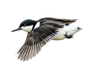 A majestic hooded merganser in flight, showcasing its striking black and white plumage.