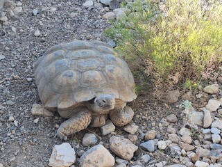 Schildkröte im Red Rock Canyon State Park in Nevada