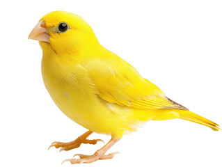 Bright yellow canary perched against a white background, showcasing its vibrant plumage.