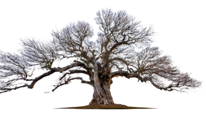 Eerie Gnarled Tree Silhouette on White Background