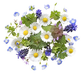Frise de fleurs printanières sauvages	