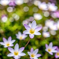 Capture a macro view of a cluster of spring flowers, highlighting the fine details of their stamens and pistils. Emphasize the subtle variations in color and texture, with a shallow depth of field to