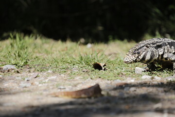 Lagarto Overo sacando la lengua 