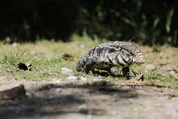 Lagarto Overo sacando la lengua 